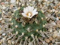 Turbinicarpus schmiedickeanus ssp. schwarzii ©JLcoll.4423.JPG